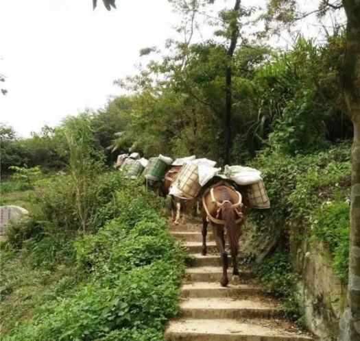 金华山区马帮运输