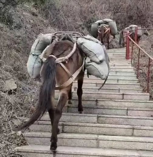 金华骡马运输