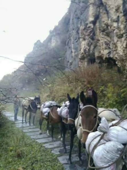 金华骡子运输队